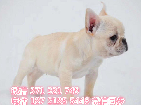 犬舍直销，哪里有宠物斗牛犬，精品小型中型大型犬狗狗分