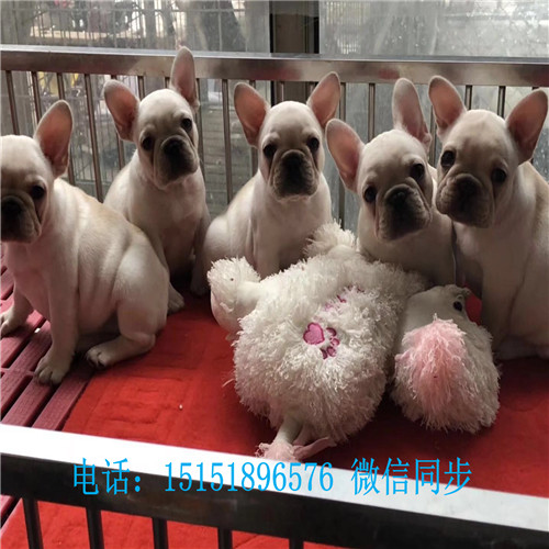 扬州法牛交易市场 扬州法牛犬舍白色法牛价格黑色法牛多少钱蓝牛怎么卖