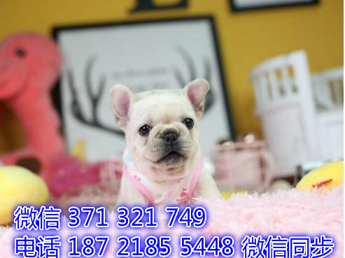 斗牛宠物买卖 宠物市场 宠物狗狗图片宠物网诽