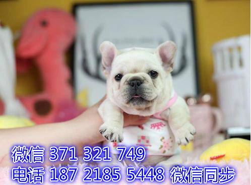 斗牛宠物买卖 宠物市场 宠物狗狗图片宠物网妥