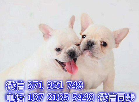 犬舍直销，哪里有宠物斗牛犬，精品小型中型大型犬狗狗悠