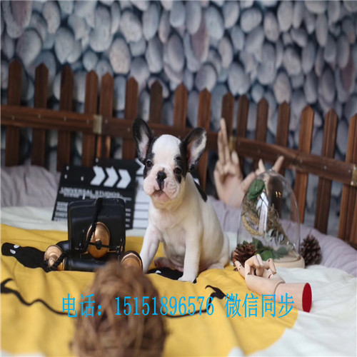 扬州法牛交易市场 扬州法牛犬舍白色法牛价格黑色法牛多少钱蓝牛怎么卖