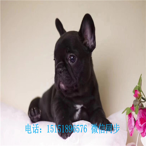 扬州法牛交易市场 扬州法牛犬舍白色法牛价格黑色法牛多少钱蓝牛怎么卖