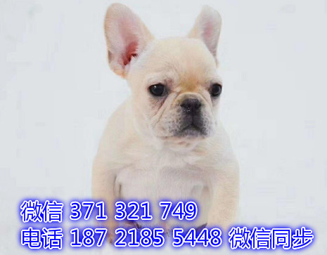 犬舍直销，哪里有宠物斗牛犬，精品小型中型大型犬