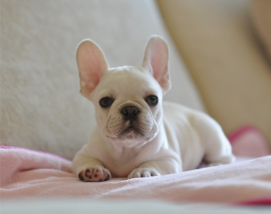 凯里买法牛 养犬场常年出售法牛幼犬