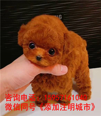 南昌纯种斗牛多少钱 南昌哪里卖狗