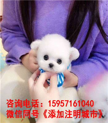 南昌纯种斗牛多少钱 南昌哪里卖狗