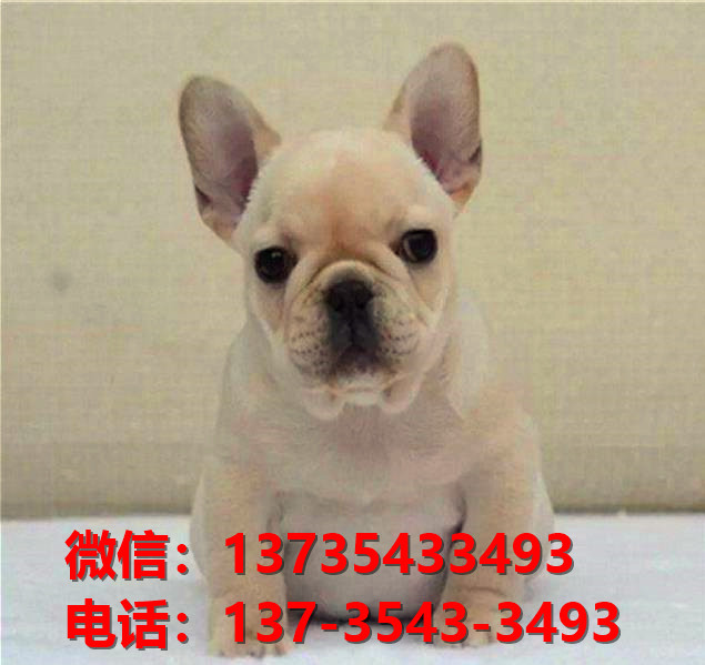 济南犬舍出售纯种法牛幼犬卖狗买狗地方狗市场
