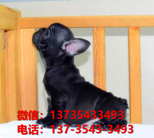 厦门犬舍出售纯种法牛幼犬卖狗买狗地方狗市场