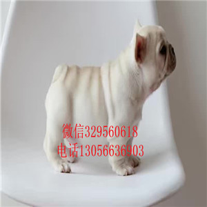  无锡哪里能买到纯种的法国斗牛犬黑色法国斗