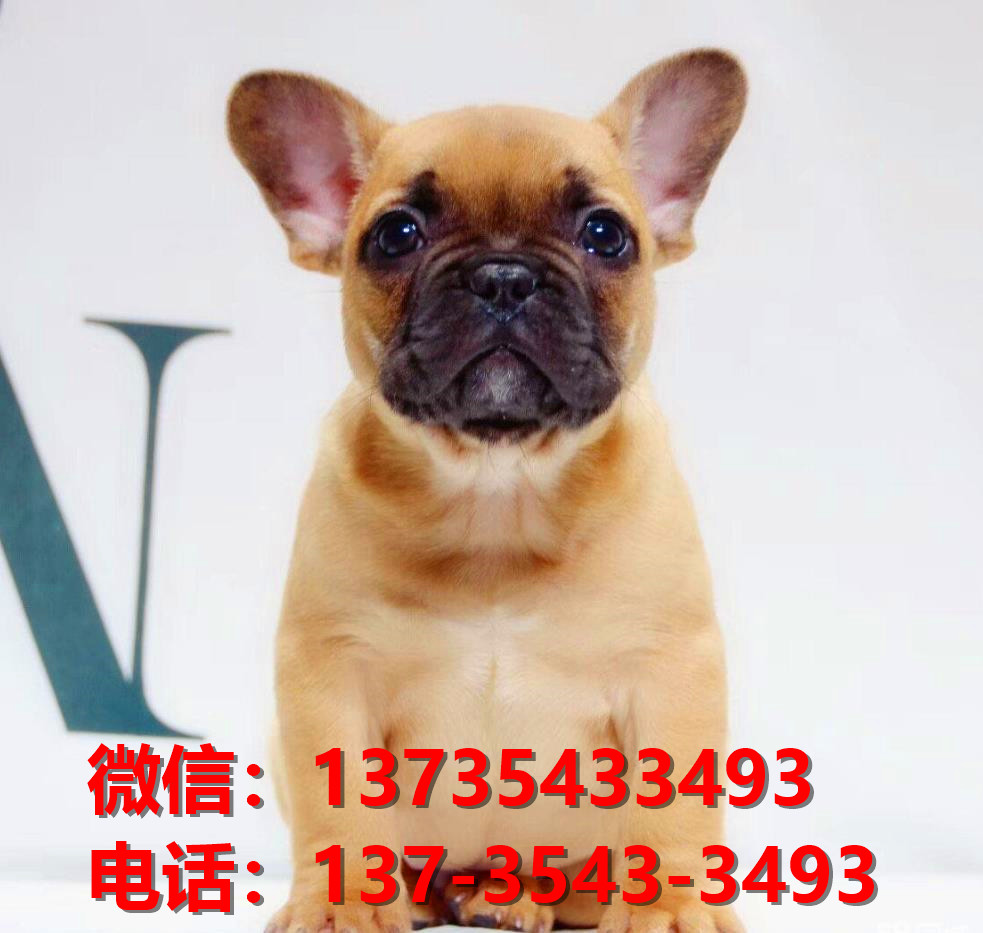 杭州犬舍出售纯种法牛幼犬卖狗买狗地方狗市场法国斗牛犬领养