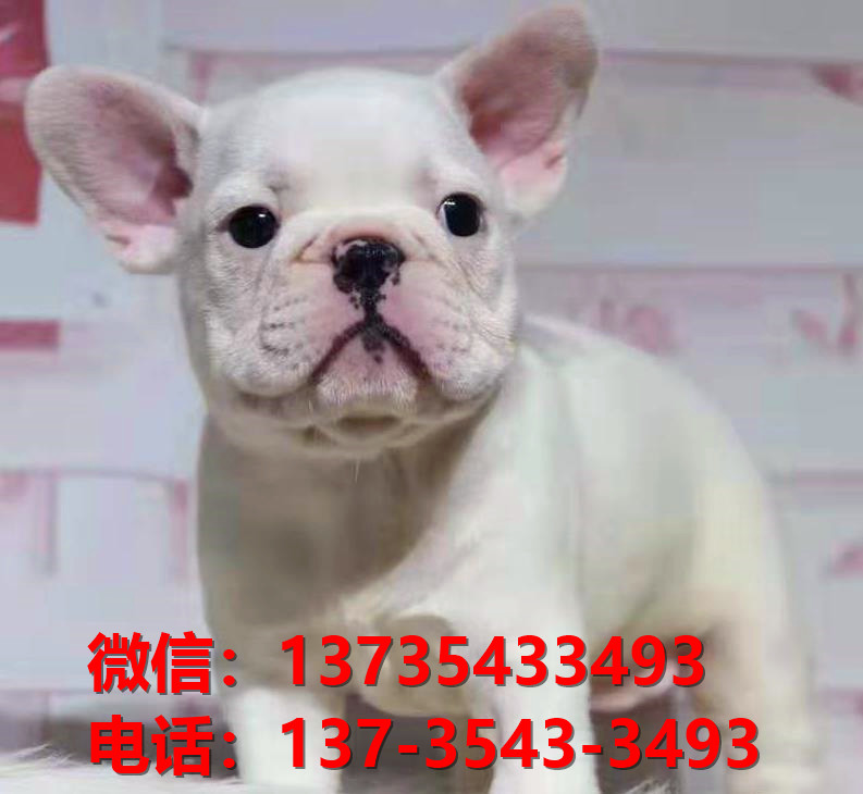 晋中宠物狗狗犬舍出售纯种法牛法斗犬卖狗买狗地方在哪有狗市场