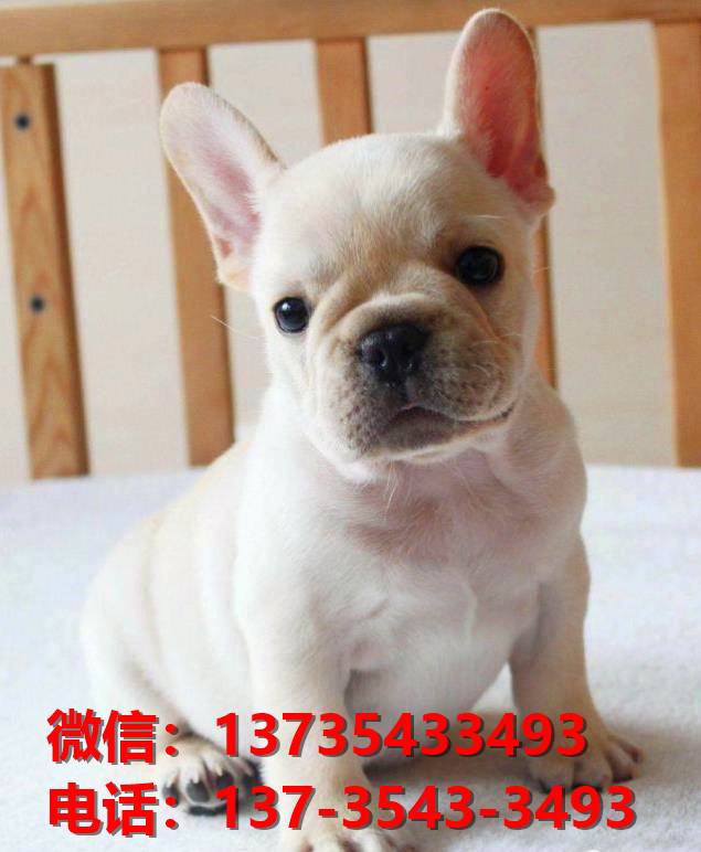 扬州宠物狗狗犬舍出售纯种法牛犬幼犬狗市场在