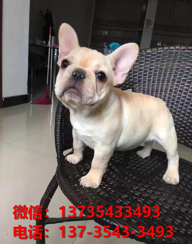 晋中宠物狗狗犬舍出售纯种法牛法斗犬卖狗买狗地方在哪有狗市场