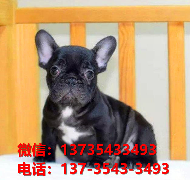 长治宠物狗狗犬舍出售纯种法牛法斗犬卖狗买狗