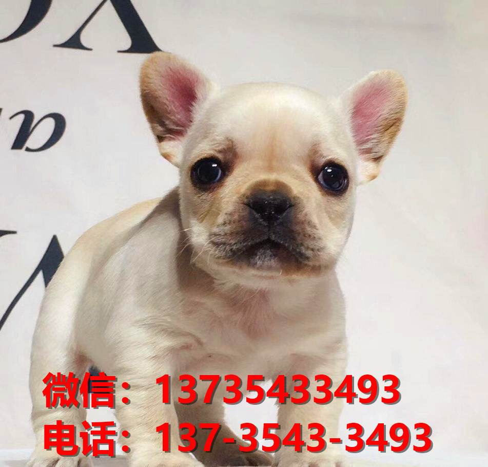 廊坊宠物狗犬舍出售纯种法牛犬卖狗买狗地方在