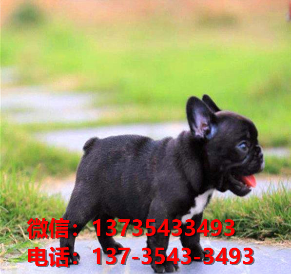 晋城宠物狗狗犬舍出售纯种法牛法斗犬卖狗买狗
