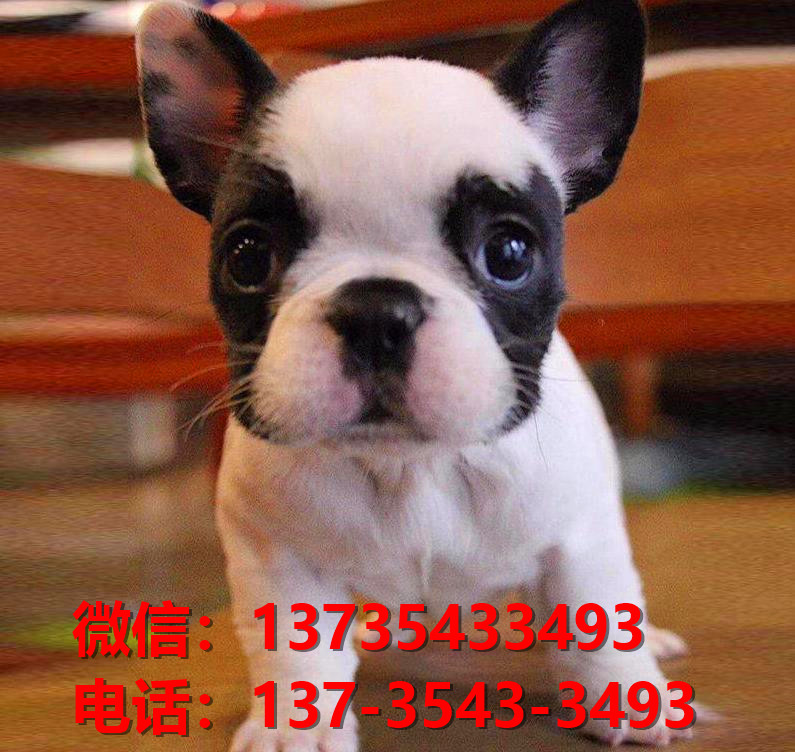 太原宠物狗犬舍出售纯种法牛法斗犬卖狗买狗地方哪有狗市场