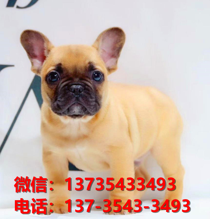 无锡宠物狗狗犬舍出售纯种斗牛犬幼犬卖狗买狗地方哪里有狗市场