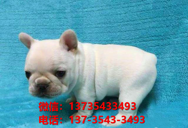 晋城宠物狗狗犬舍出售纯种法牛法斗犬卖狗买狗地方狗市场在哪