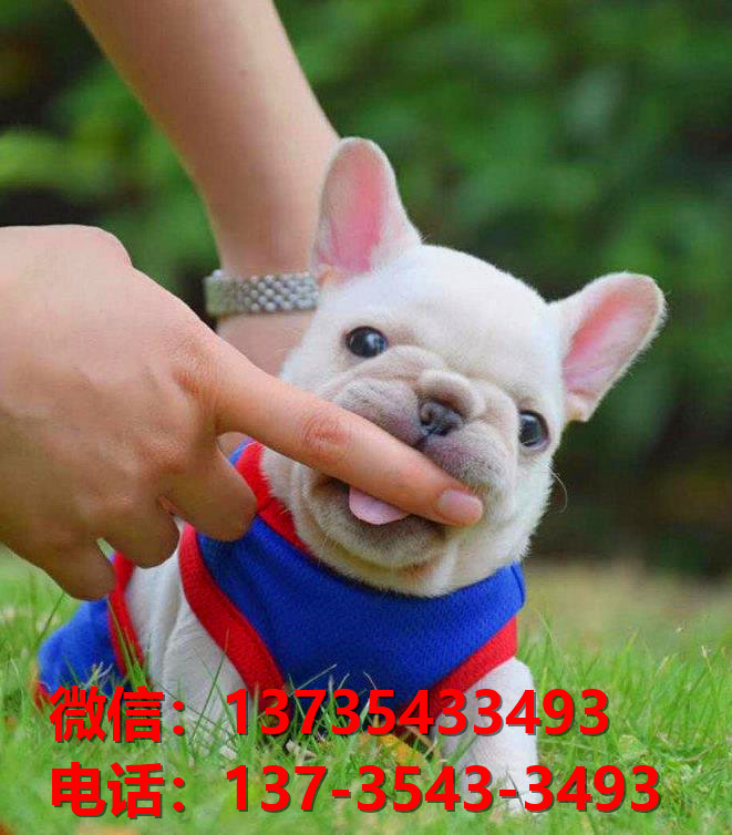 九江宠物狗狗犬舍领养纯种法牛犬卖狗网站买狗