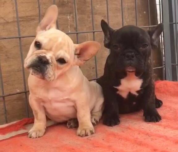 昭通本地法斗幼犬多少钱一只昭通出售法斗小狗