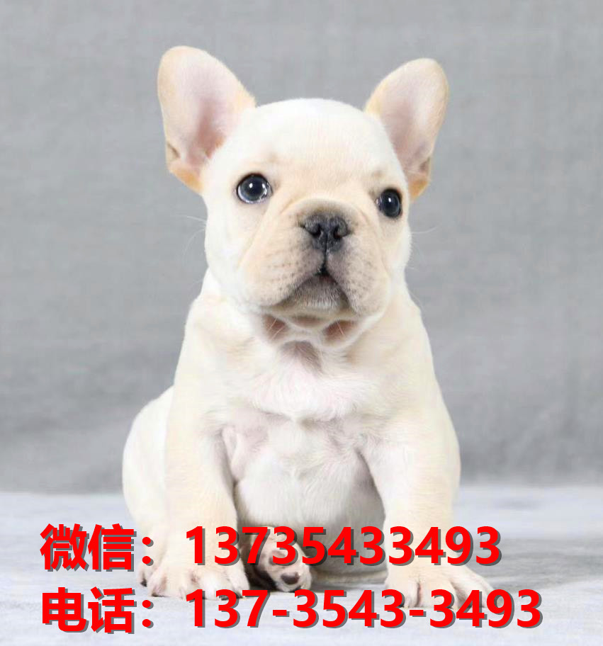 萍乡宠物狗狗犬舍出售纯种法斗幼犬网上买狗卖