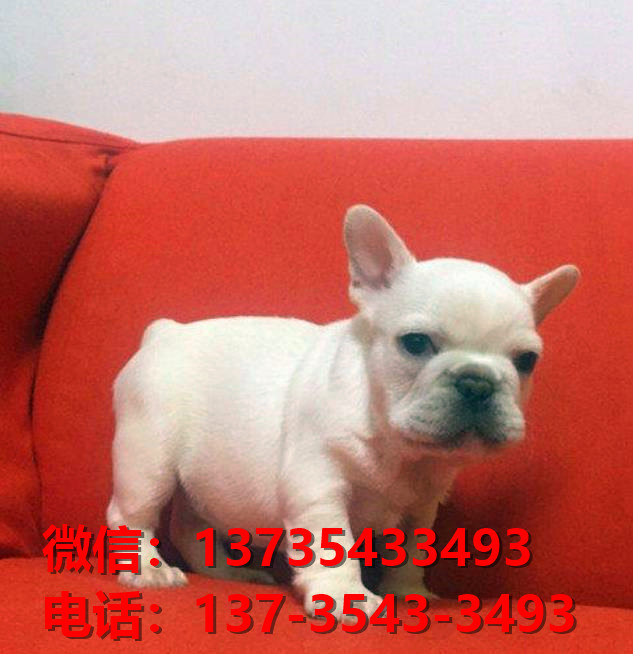 福州宠物狗狗犬舍出售纯种法牛法斗犬幼犬卖狗地方在哪里卖狗有狗市场