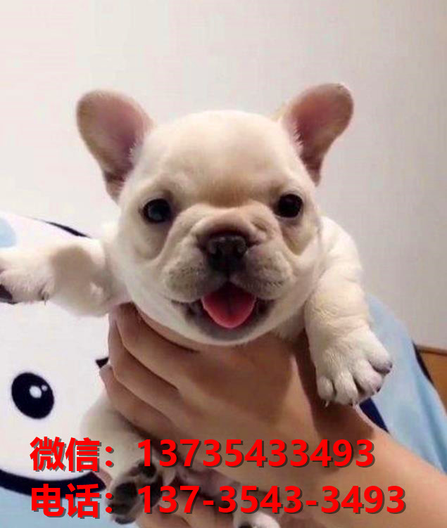 威海宠物狗犬舍领养纯种法斗犬网上卖狗买狗网站在哪里有狗市场