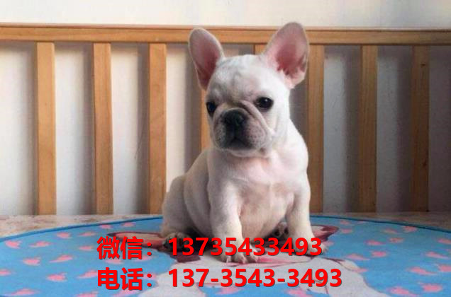 衡阳宠物狗犬舍领养纯种法牛法斗犬网上卖狗买狗地方在哪有狗市场