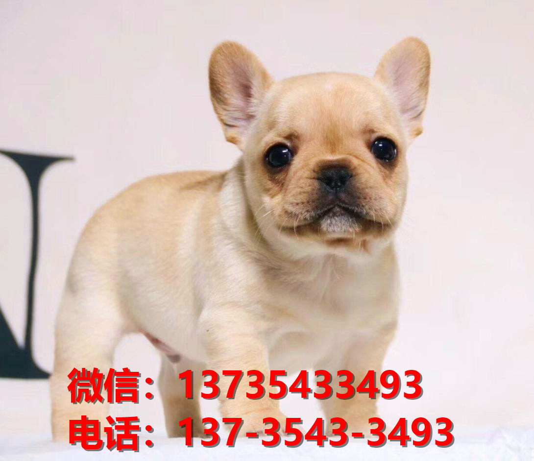 永州宠物狗犬舍出售纯种法牛犬网上买狗卖狗地方在哪有狗场领养