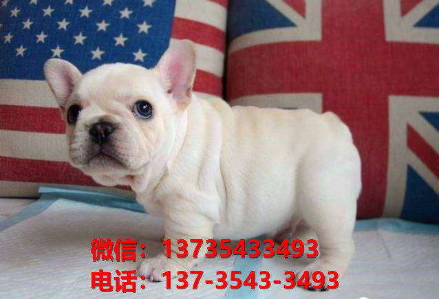 永州宠物狗犬舍出售纯种法牛犬网上买狗卖狗地方在哪有狗场领养