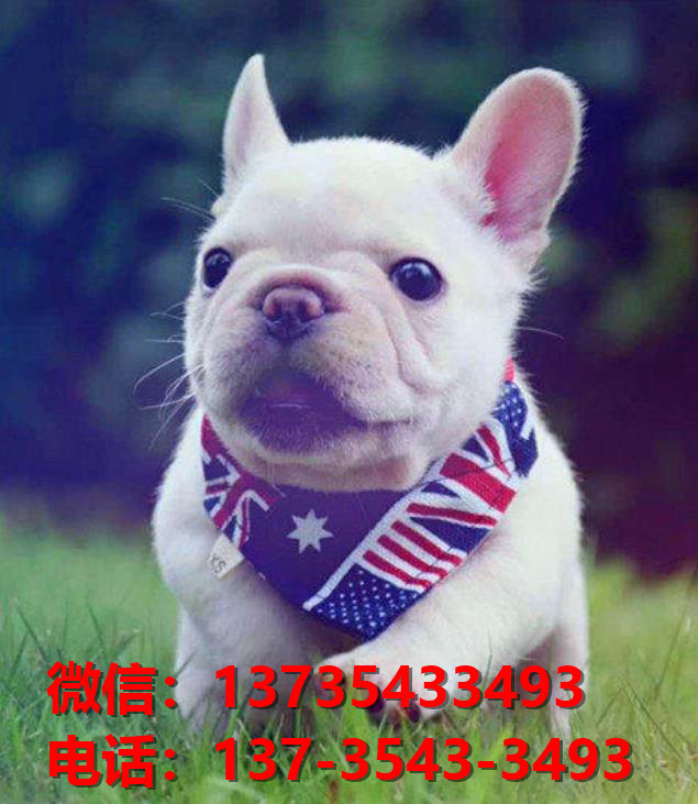 十堰宠物狗犬舍出售纯种法牛犬幼犬网上卖狗买狗地方在哪有狗市场
