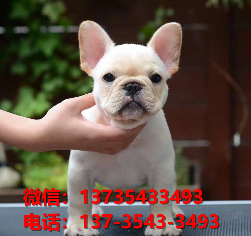 怀化犬舍宠物狗出售纯种法牛法斗犬网上卖狗买