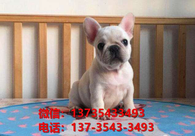 衡阳宠物狗犬舍领养纯种法牛法斗犬网上卖狗买狗地方在哪有狗市场