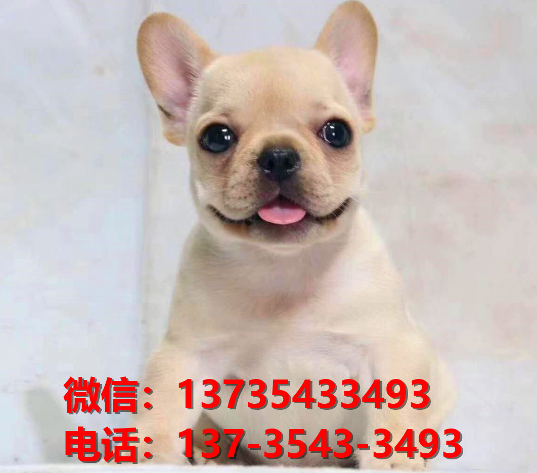 黄石宠物狗犬舍出售纯种法牛犬买狗卖狗网站在