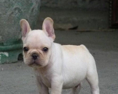 玉溪买法牛 华宁县买法牛 云南狗场出售法牛犬