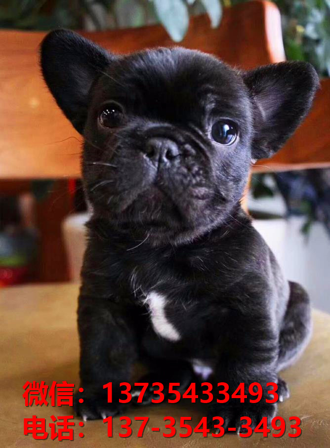 攀枝花宠物狗犬舍出售纯种法牛法斗犬领养卖狗买狗地方在哪有狗市场