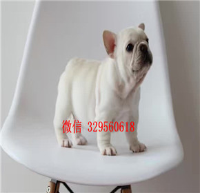  南昌哪里有卖法国斗牛犬的 奶油法斗多少钱 