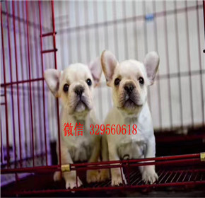  福州 哪里卖法国斗牛犬 法国斗牛犬多少钱 法