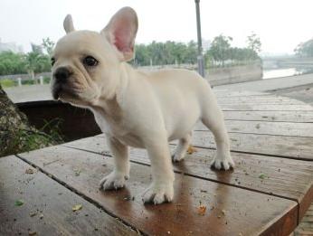 红河蒙自买狗请进 蒙自买法牛请进