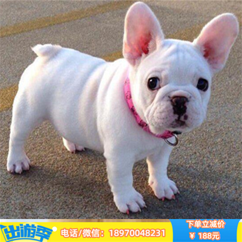 南昌宠物繁殖基地 南昌本地纯种法国斗牛犬