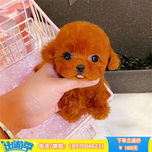 南昌宠物繁殖基地 南昌本地纯种法国斗牛犬