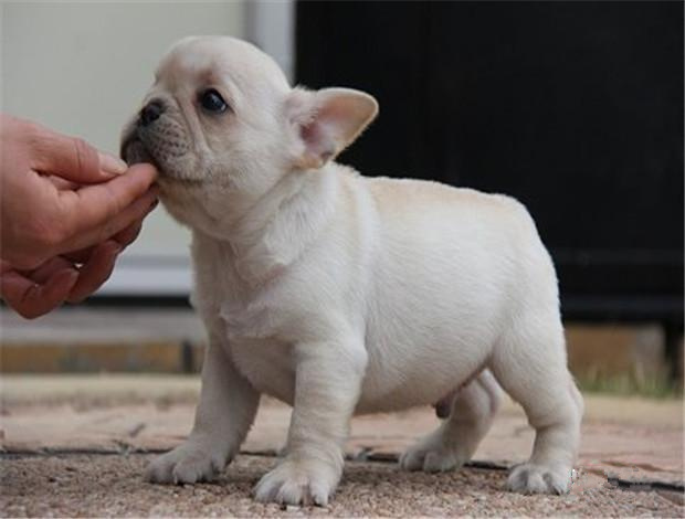 广州纯种法斗幼犬价格 实体养殖场多个热门品种出售