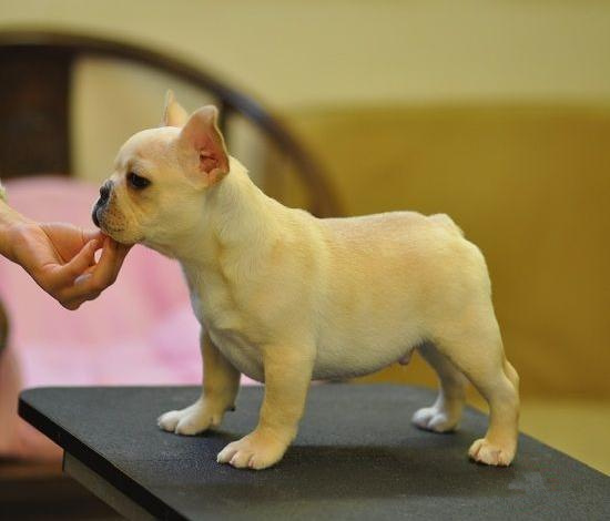 广州纯种法斗幼犬价格 实体养殖场多个热门品种出售