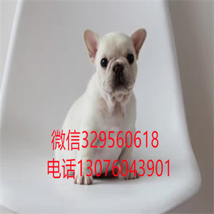 天津哪里有卖纯种斗牛犬  奶油色法斗多少钱一只 黑色法斗