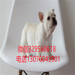 天津哪里有卖纯种斗牛犬  奶油色法斗多少钱一只 黑色法斗