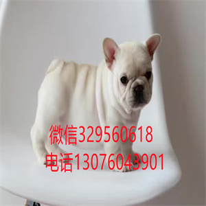 石家庄法国斗牛犬出售  奶油色纯种斗牛犬多少钱一只