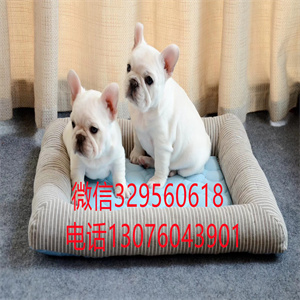 哈尔滨出售纯种斗牛犬  白色斗牛犬出售  犬舍