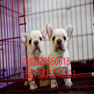 太原出售纯种斗牛犬  犬舍出售法国斗牛犬 奶